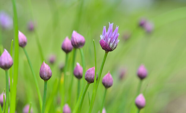 Bei germogli di erba cipollina che fioriscono nel verde