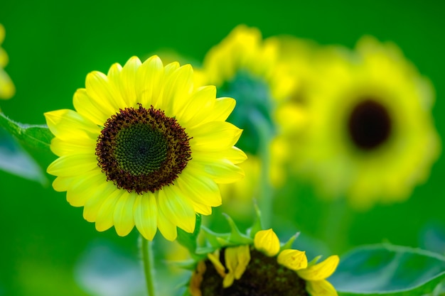 Bei girasoli gialli nel giardino.