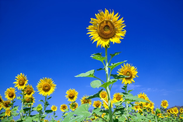 Bei girasoli nel campo piantato su uno sfondo di cielo blu.