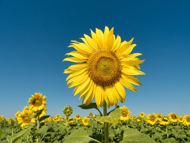 Bei girasoli nel cielo blu