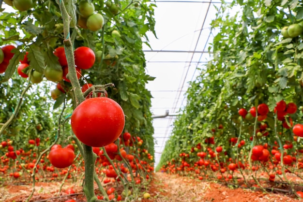 Bei pomodori maturi rossi coltivati in una serra.