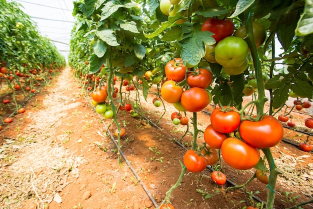 Bei pomodori maturi rossi coltivati in una serra.