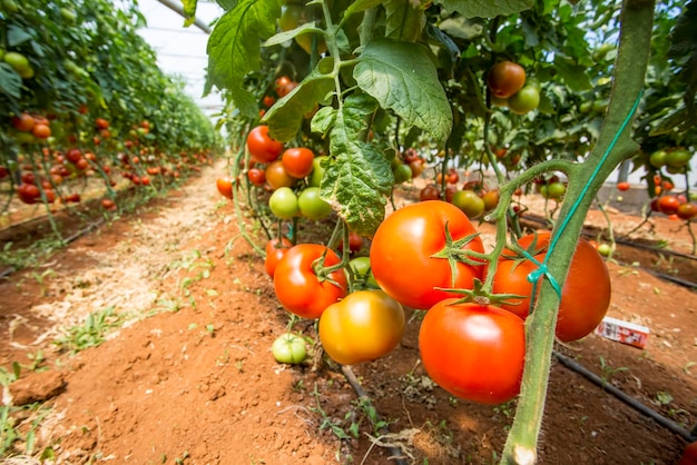 Bei pomodori maturi rossi coltivati in una serra.