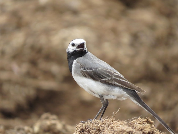 Bei posti in natura e uccelli