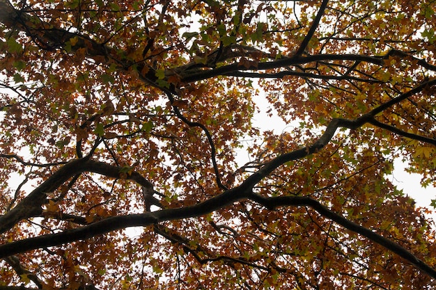 Bei rami di albero autunnali