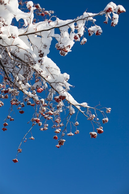 Bei rami di sorbo coperti di neve su cielo blu.