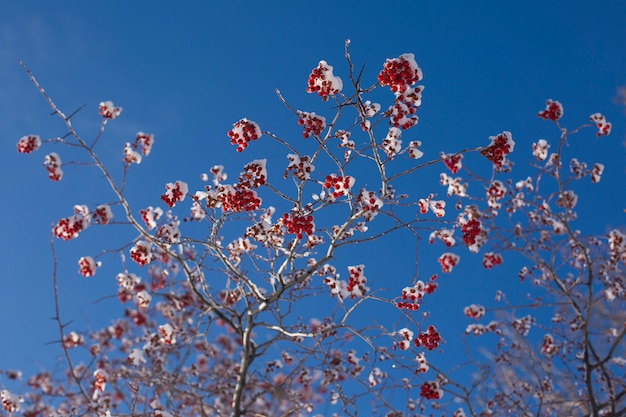 Bei rami di sorbo coperti di neve su cielo blu.