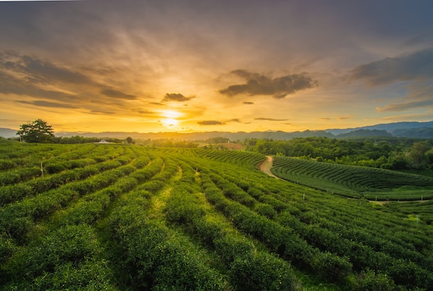 Bei tramonti alla piantagione di tè di Chui Fong, provincia di Chiang Rai a nord della Tailandia.