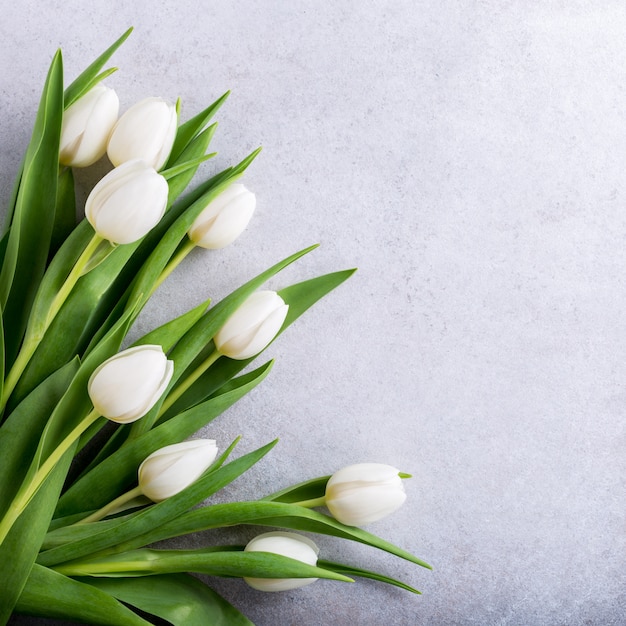 Bei tulipani bianchi