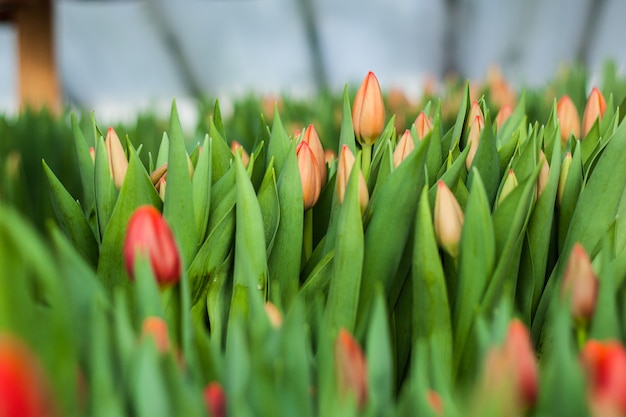 Bei tulipani coltivati in una serra