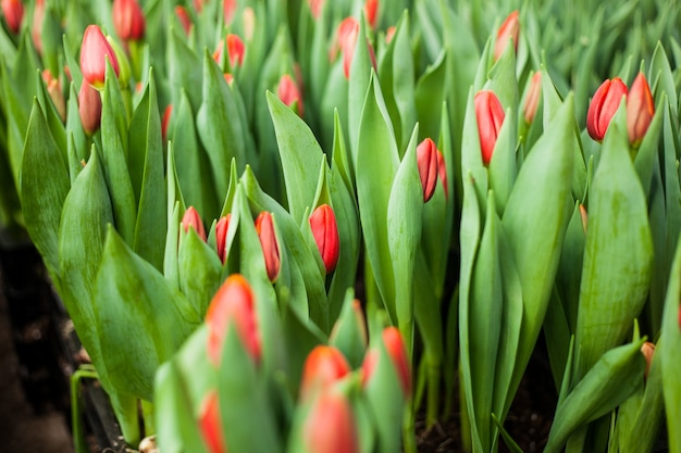 Bei tulipani coltivati in una serra