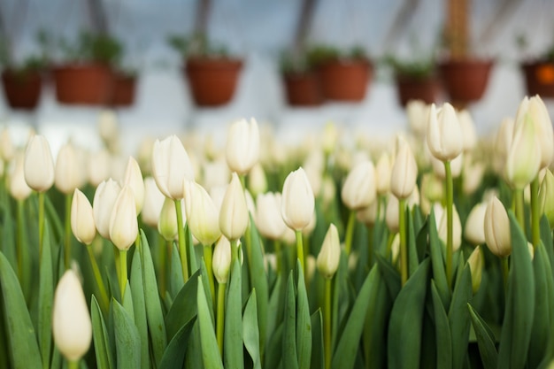 Bei tulipani coltivati in una serra