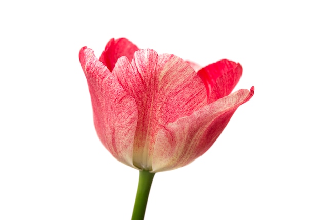 Bei tulipani e petali rossi su bianco