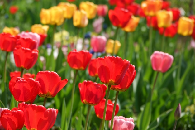 Bei tulipani gialli e rossi nel parco rurale. Fiori da giardino.Tra vegetazione verde.