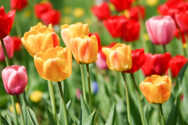 Bei tulipani gialli e rossi nel parco rurale. Fiori da giardino.Tra vegetazione verde.