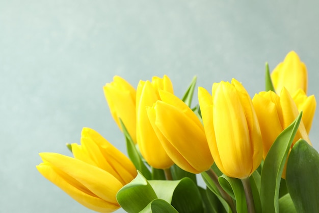Bei tulipani gialli freschi su gray. Spazio per il testo