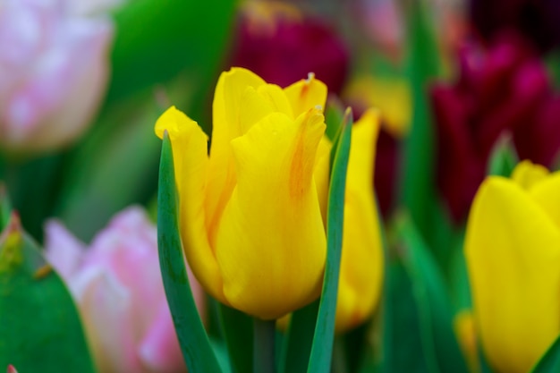 Bei tulipani gialli, grande mazzo