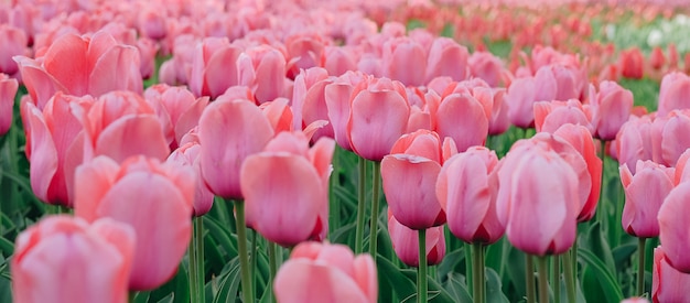 Bei tulipani rosa che fioriscono nel giardino