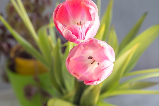 Bei tulipani rosa con le foglie verdi in primavera