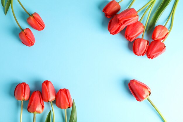 Bei tulipani rossi con le foglie verdi su colore