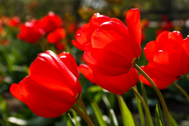 Bei tulipani rossi luminosi all'aperto il primo piano di giorno pieno di sole