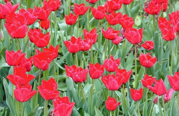 Bei tulipani rossi (primo piano) in primavera