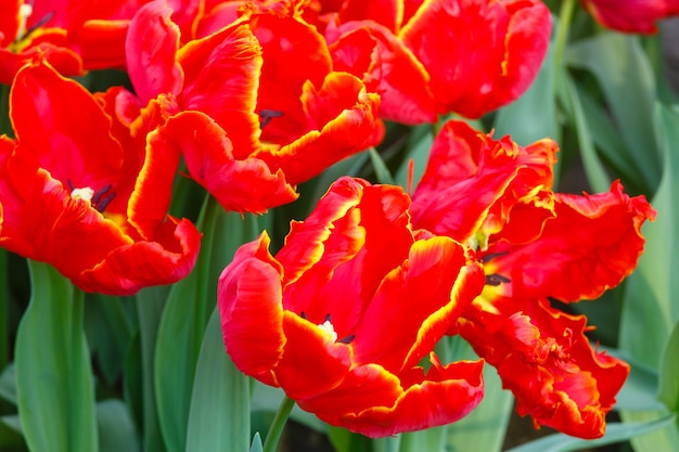Bei tulipani rossi (primo piano) in primavera