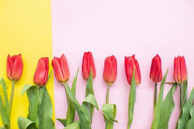 Bei tulipani rossi su sfondi di carta multicolore con spazio di copia. Primavera, estate, fiori, concetto di colore, festa della donna