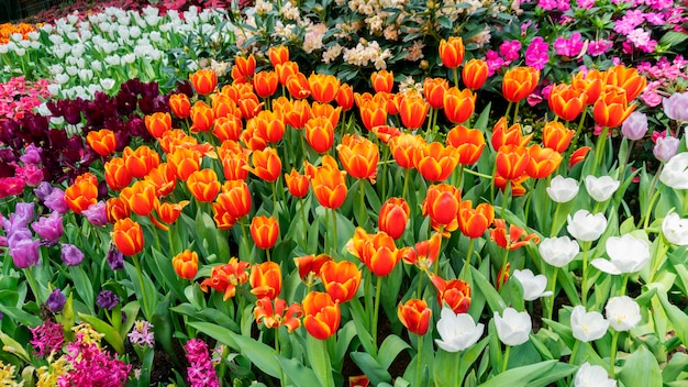 Bei tulipani variopinti nella natura del giardino in primavera