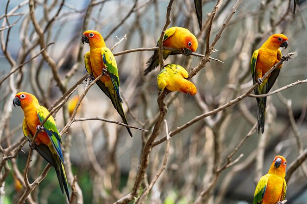 Bei uccelli variopinti del pappagallo di conuro del sole