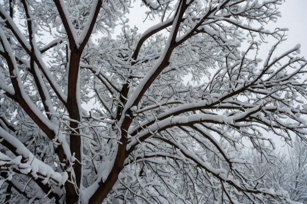 Bel albero coperto di neve in un giorno d'inverno