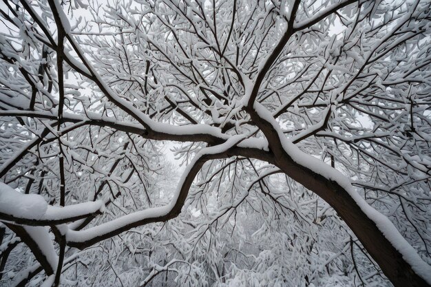 Bel albero coperto di neve in un giorno d'inverno