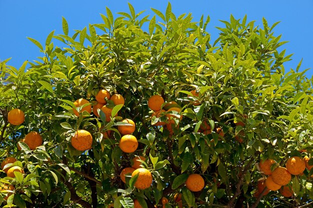 Bel albero di arancio