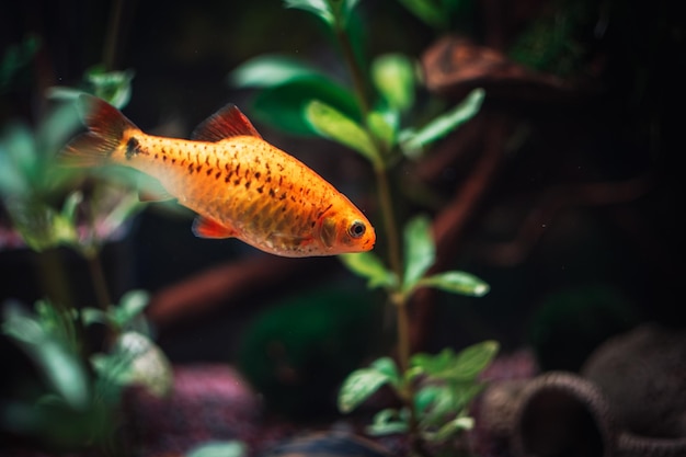 Bel barbo d'oro nel mio acquario