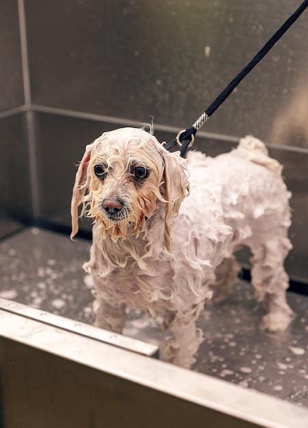 Bel bichon che fa il bagno