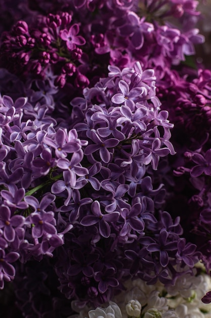 Bel bouquet di lillà di diverse varietà primo piano