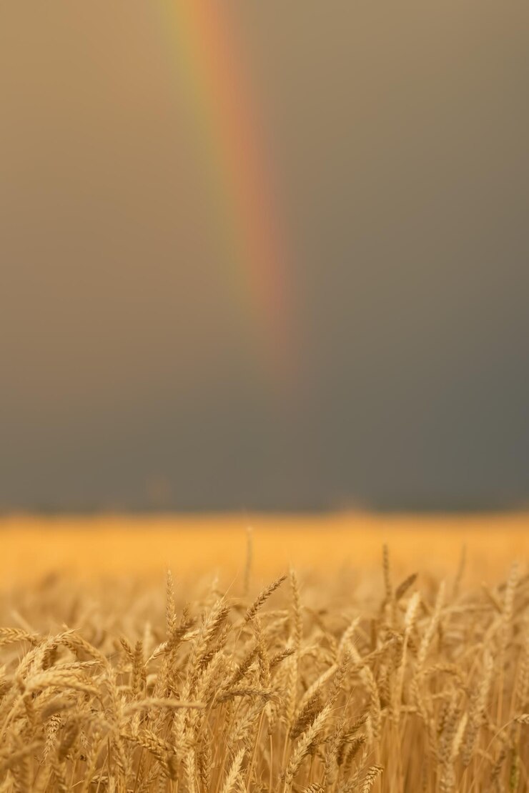Foto bel campo di grano dorato prima della tempesta con l'arcobaleno