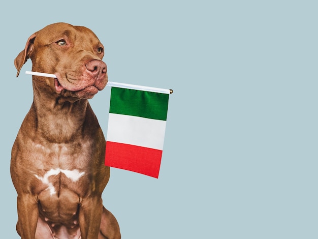 Bel cane adorabile e bandiera d'Italia