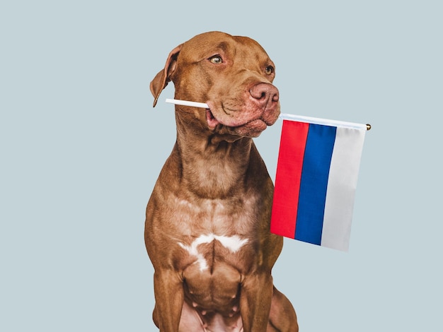 Bel cane adorabile e bandiera della Russia