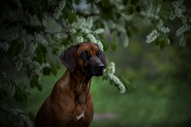 Bel cane che sporge la testa da un albero in fiore