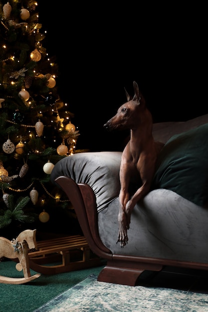 Bel cane con albero di Natale. Periodo natalizio. Cane messicano senza pelo, Xoloitzquintle, Xolo.