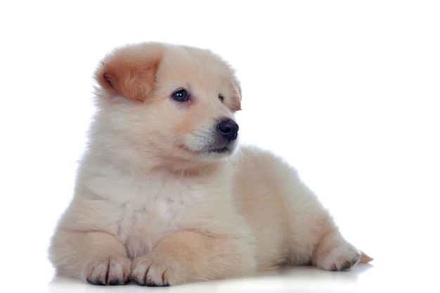 Bel cane con i capelli bianchi morbidi stanco