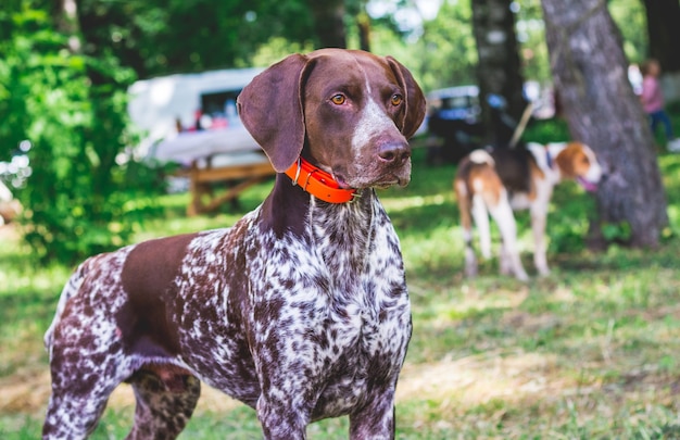 Bel cane di razza tedesca a pelo corto pointe nel parco