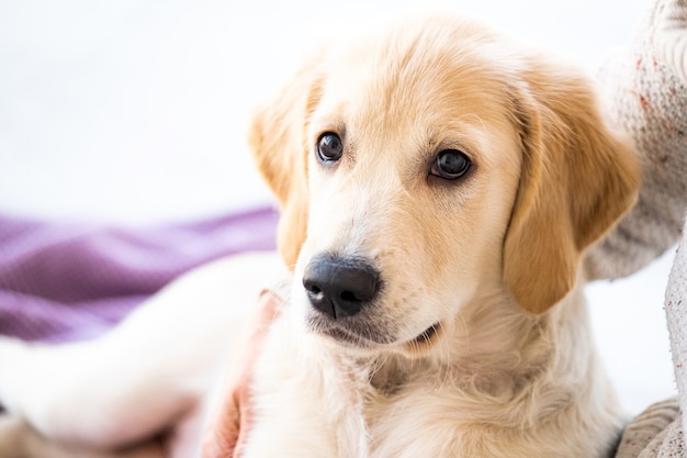 Bel cane giovane a casa