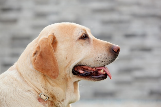 Bel cane labrador dorato all&#39;aperto