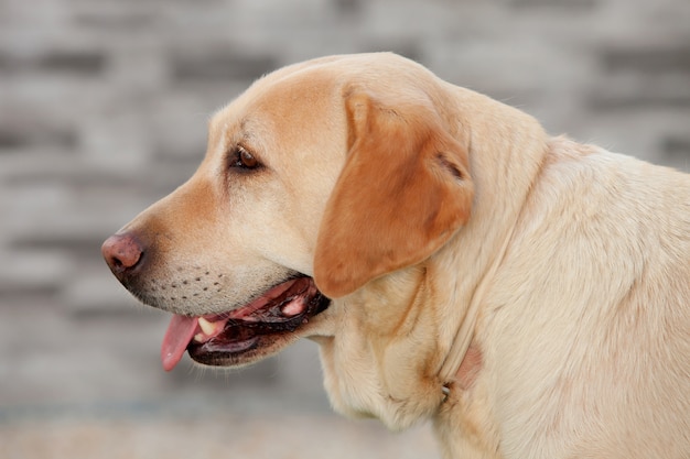 Bel cane labrador dorato all&#39;aperto