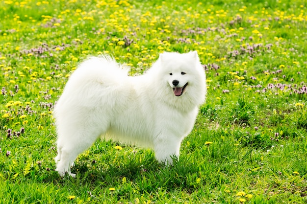 Bel cane Samoiedo di colore bianco