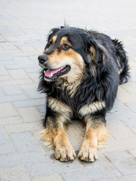 Bel cane sbadato si trova sul marciapiede in ricovero per animali