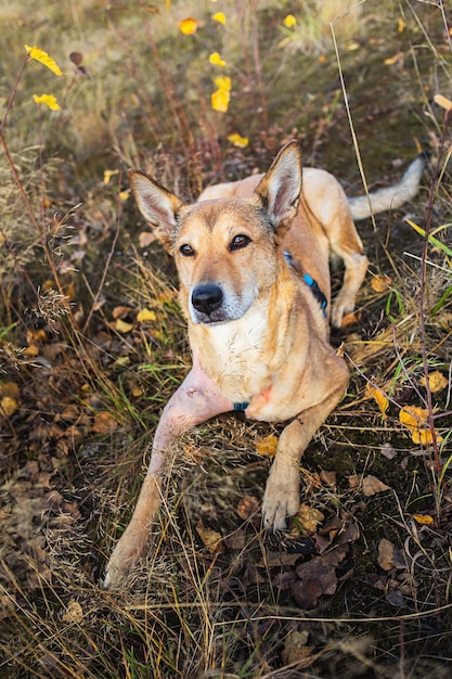 Bel cane sdraiato a terra in campagna