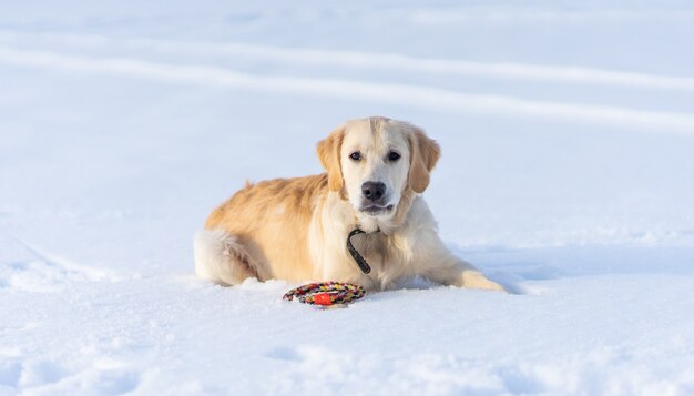 Bel cane sdraiato sulla neve